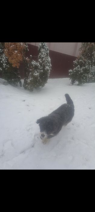 Ofer Ciobanesc crescut în casa