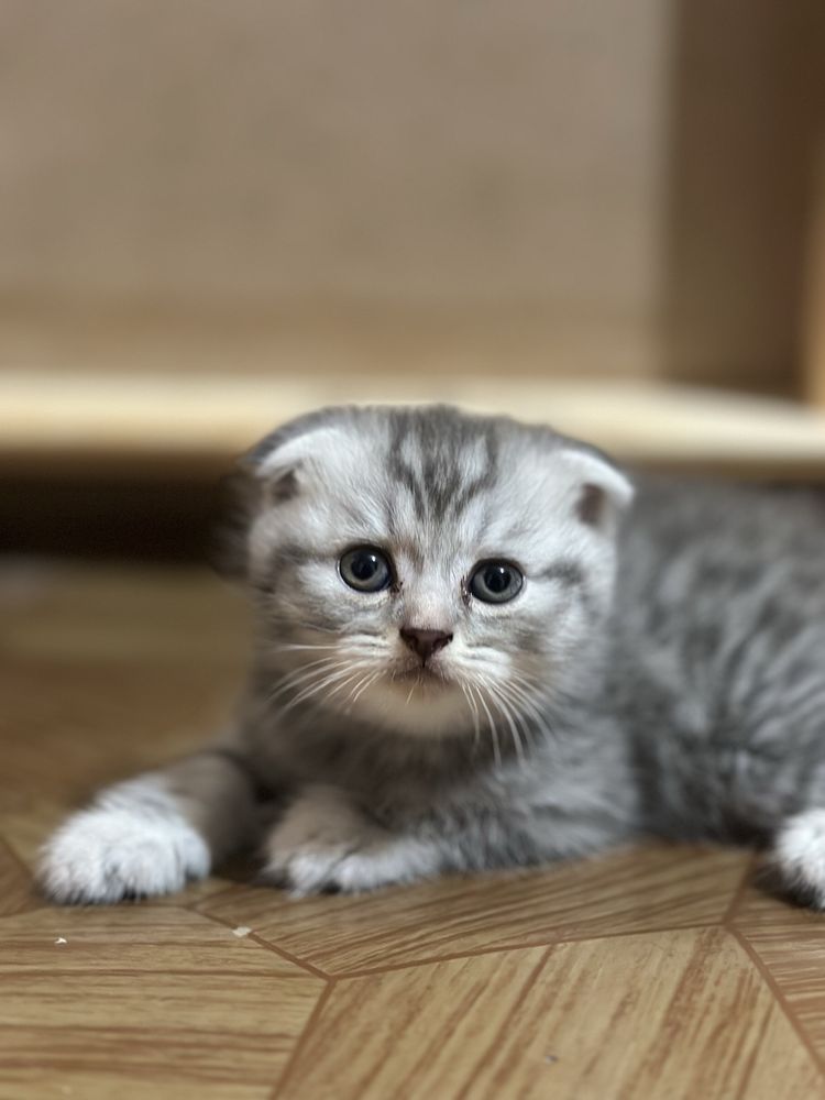 Пародали мушукла сотилади 3 та