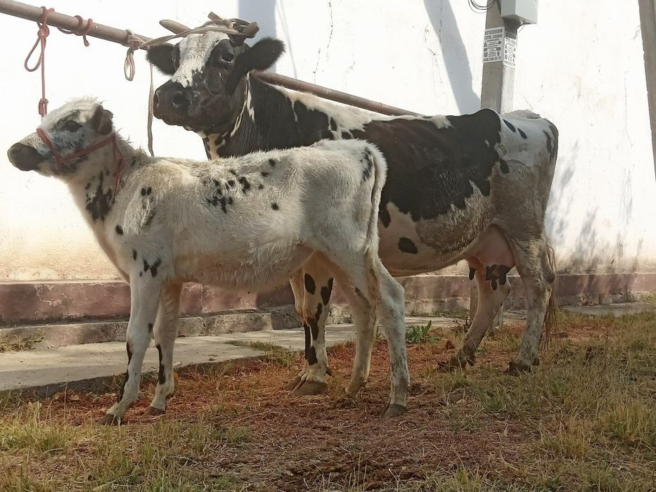 Ona bola qornida ham bola bugoz