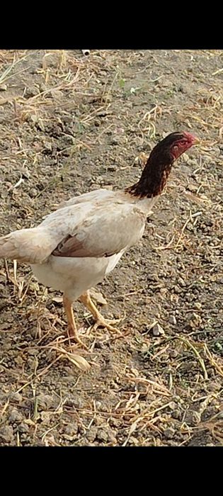 Dakan boboq tovuq tuxumda 2lasiyam