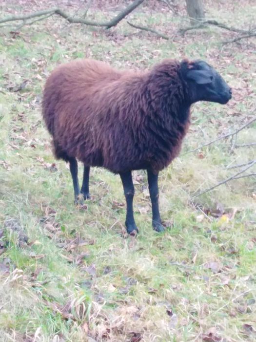 Vând oaie de ținut