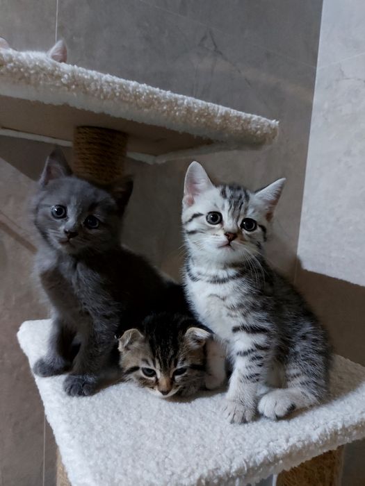 Шотландские котята