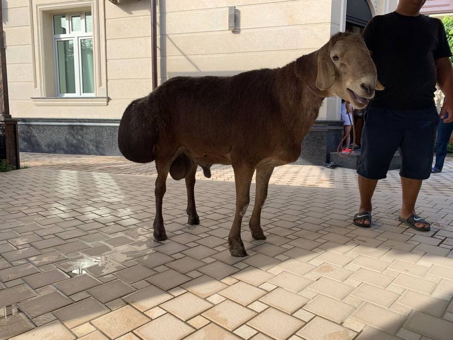 Qoy Soyish Xizmati !!! Куй сойиш Хизмати Tilla Qassop !!!