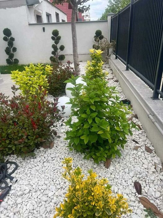 Plante Ornamentale + Decor Exterior | Amenajăm Complet