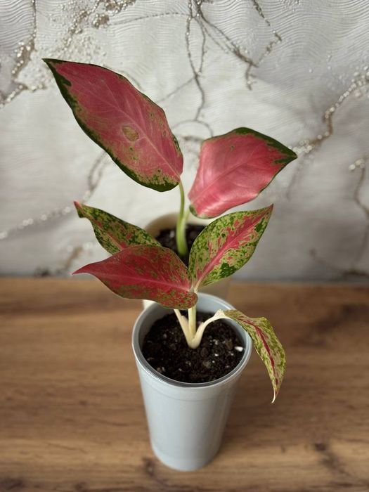 Аглаонема розовая