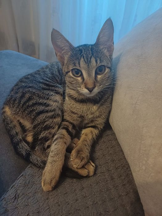 Adoptie pisicuta 7 luni, sterilizata, vaccinta, carnet de sanatate