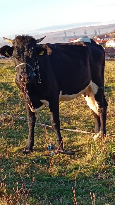 Vînd vacă de 3 ani gestantă în 8 luni