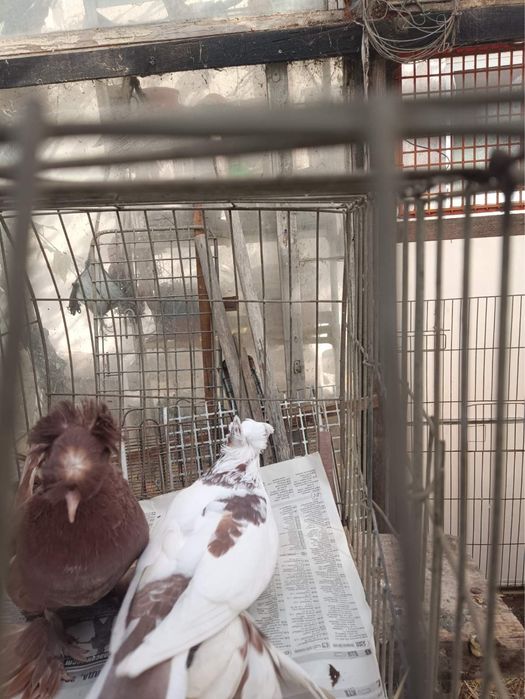 Немски Барабанчик Динкеши