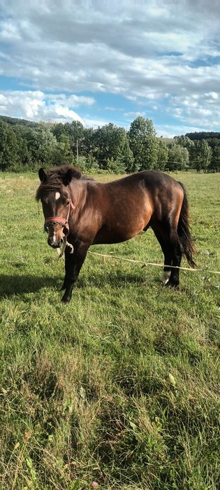 Vand sau schimb cu vitei