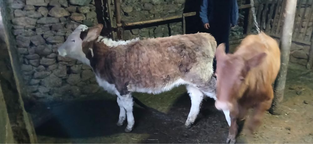 Продавам мъжки телета