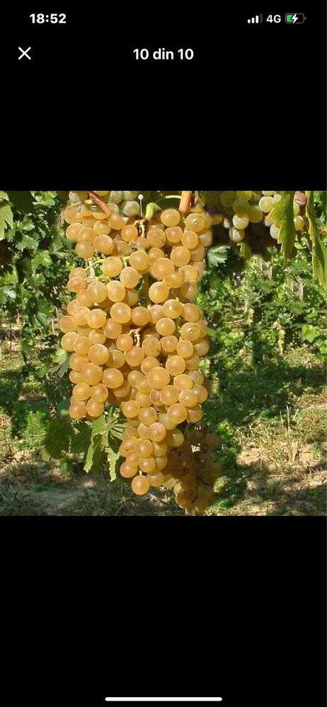 Vand struguri de vin orce soi productie 2025