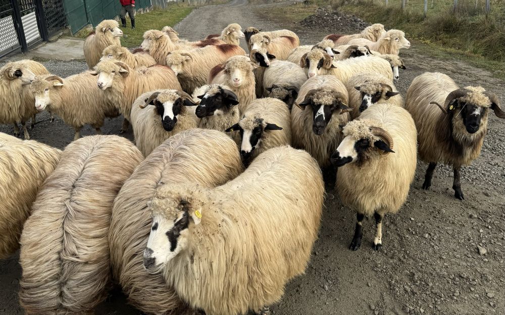 Vand 35 de oi tinere frumoase miori stramiori