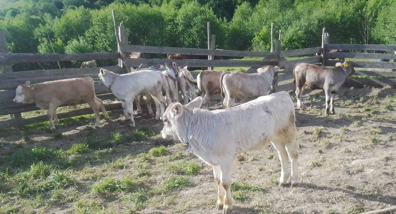 Vitei de vânzare, vârstă 6-8 săptămâni. 1800 lei negociabil