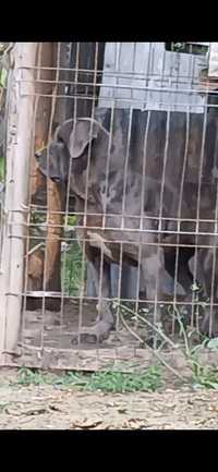 Cățea cane corso