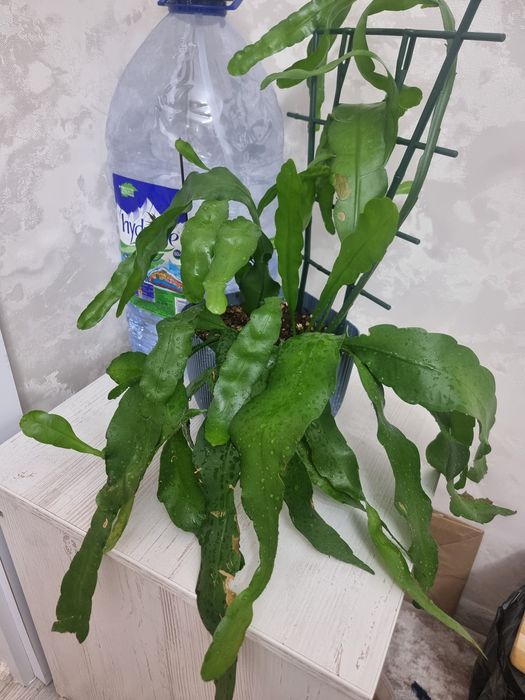 Папоротник королевский