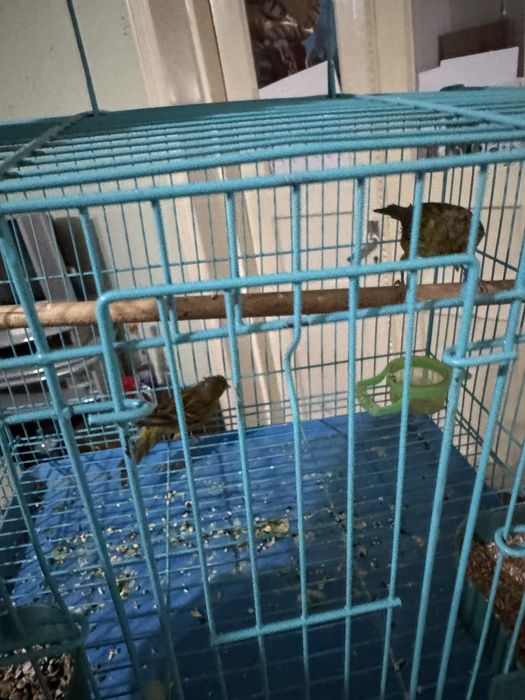 Kanareyka modalar sotiladi jami 3ta donasi 200 sirochni sotiladi