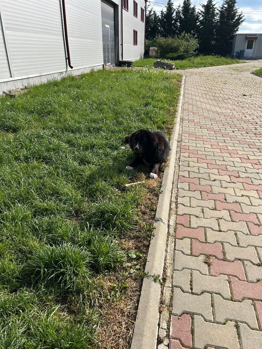 Asociația Monatel ofera spre adoptie catei deparazitați și vaccinați