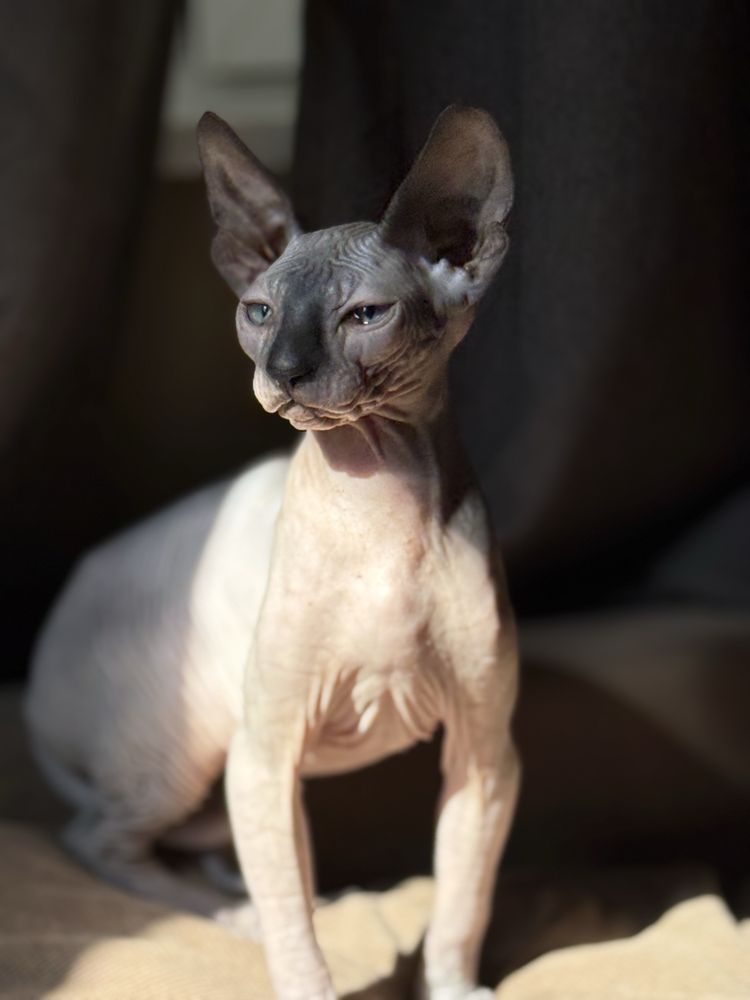 Котка Канадски свинкс