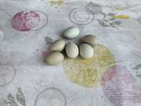Ouă verzi pentru incubat