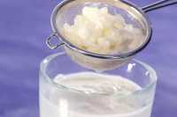 Кефирена гъба в истинско мляко за световния здравен феномен - кефир