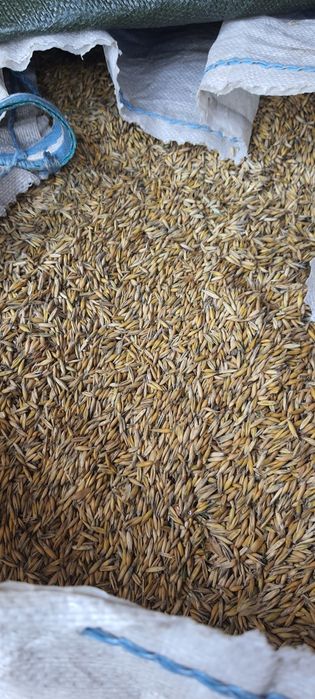 Porumb, Grâu, Ovăz, paie 2025