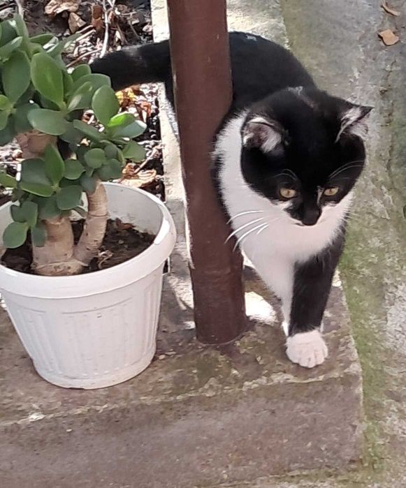 Подарявам котета, гр. Елин Пелин