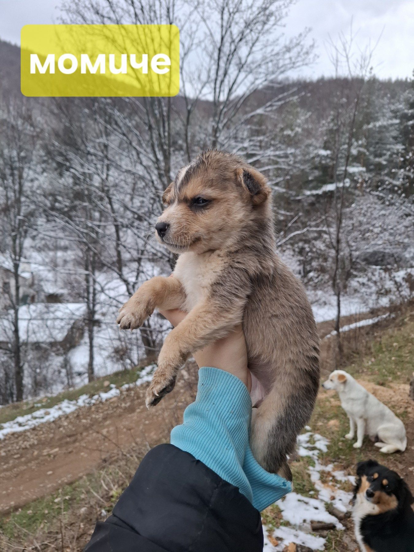 Подарявам кученца