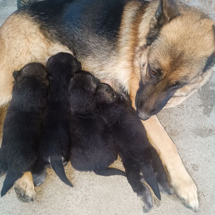 Продам собак мама немецкая овчарка