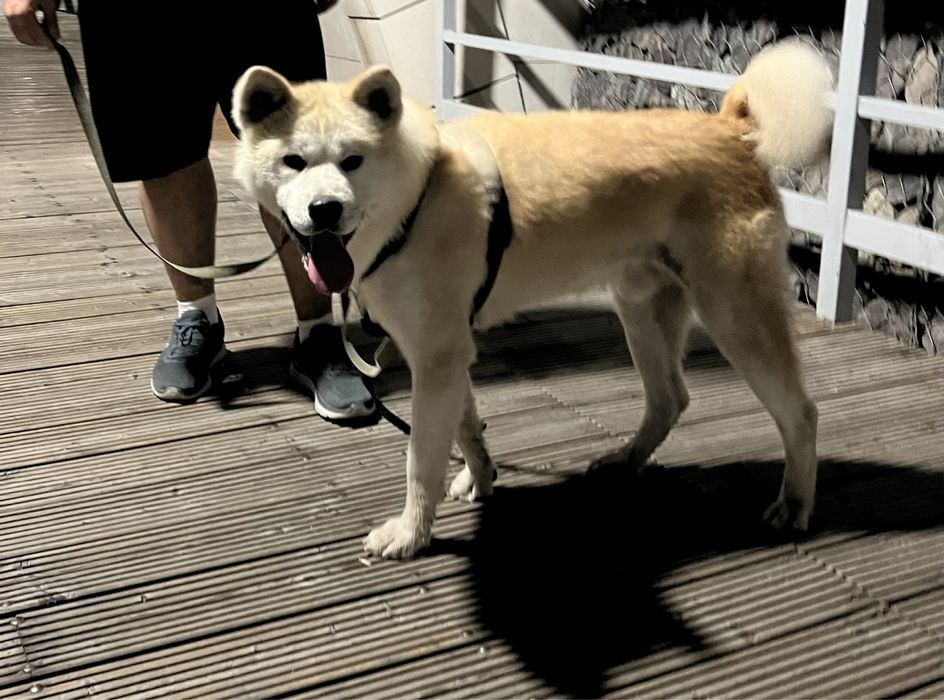 ВЯЗКА Кобель Акита Ину