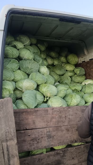 Vând varza preț 1 leu