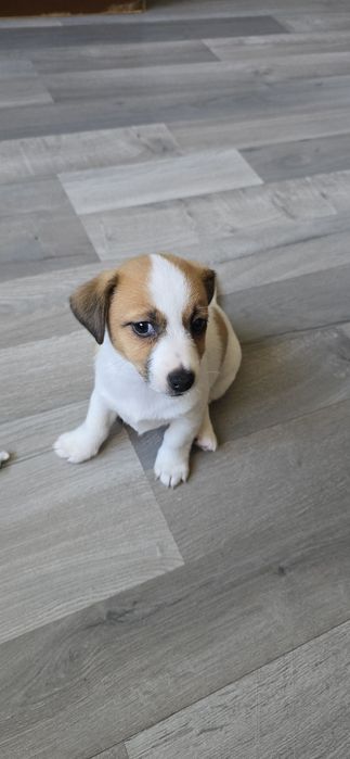 Продавам малки Джак ръсели