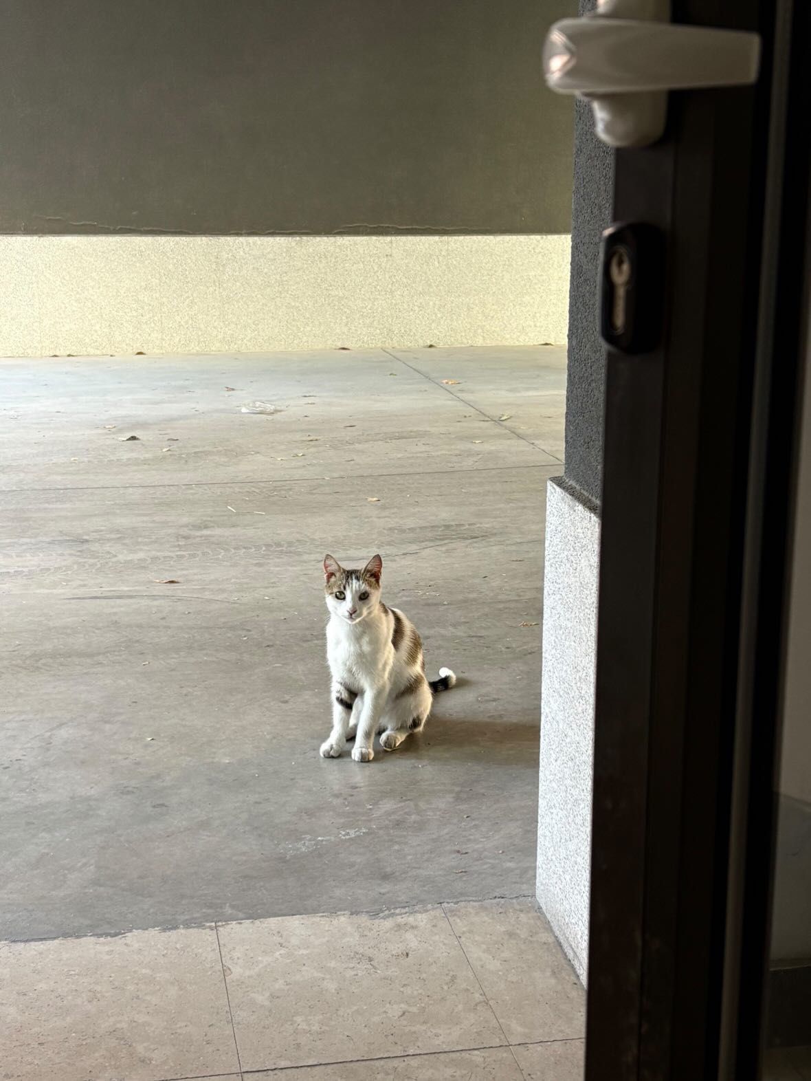 Котка на годинка търси дом