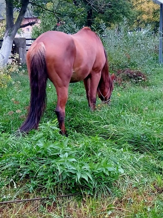 Vând iapă bună de tras