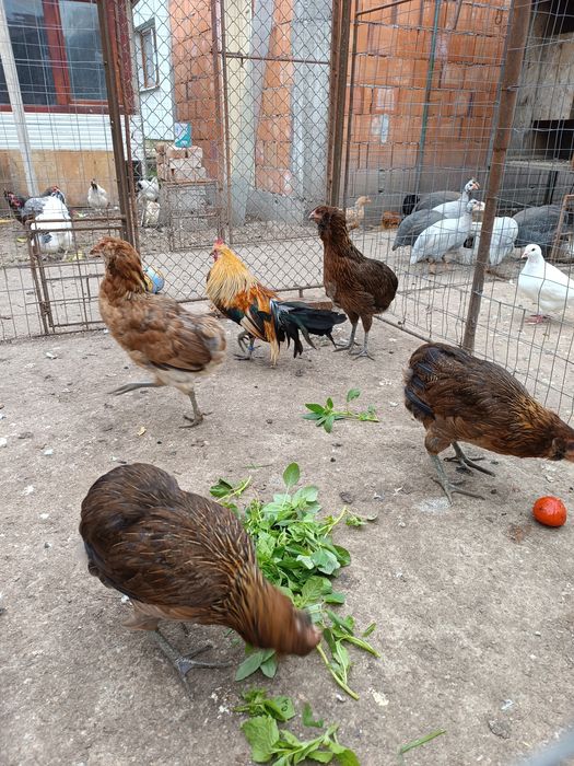 Puicuțe araucana
