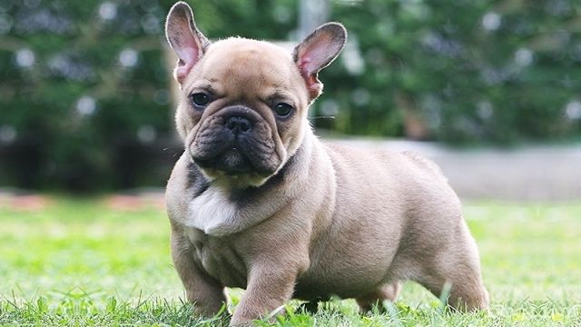 Френски Булдог ВИЖТЕ ОПИСАНИЕТО!!!