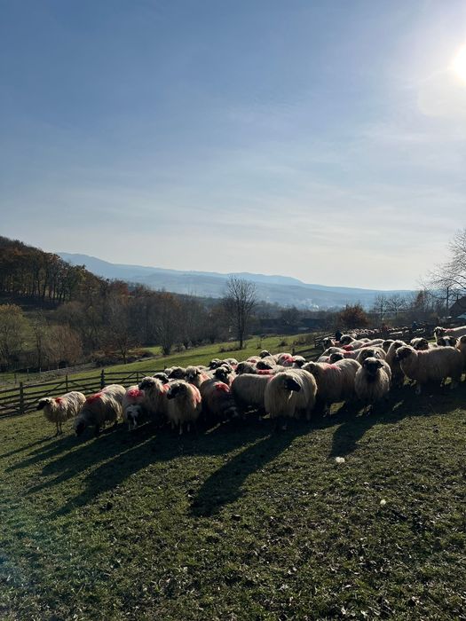 Disponibile oi breze