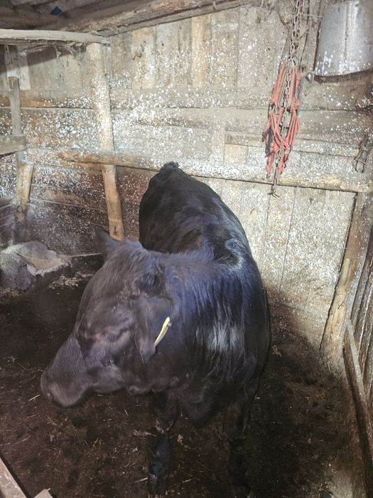 Vițică angus foarte frumoasă