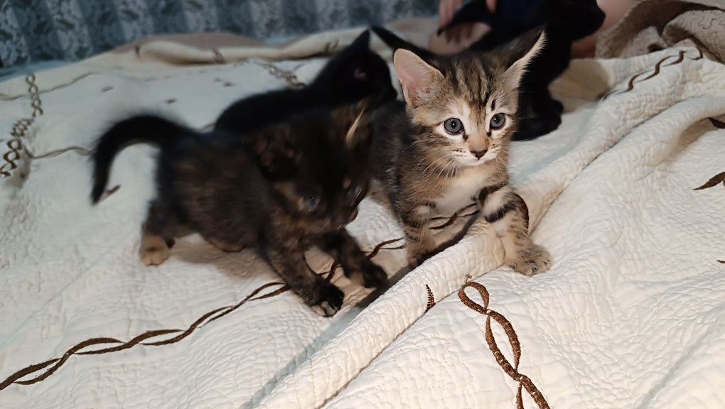 Siyam bollari 2 oyli hadyaga berladi