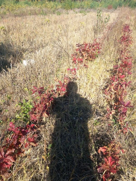 Vând puieți de stejari cu frunze complet roși