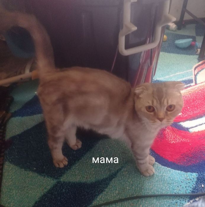 Продам котят серебристая шиншила .