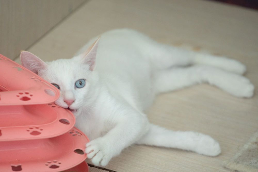 Сиамский ред-поинт,.Кот , мальчик в заботливые руки!!