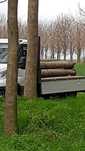 Vand busteni sau cherestea din paulownia
