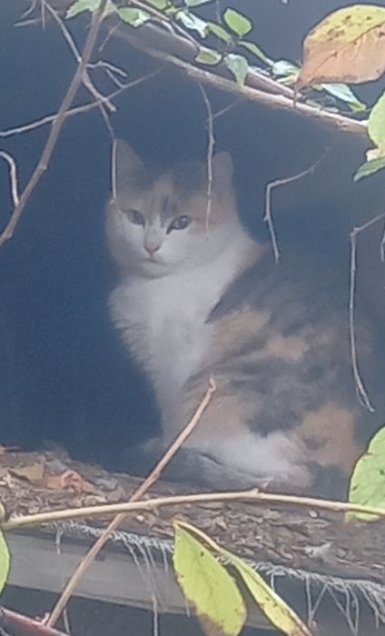 Отдам в добрые ручки