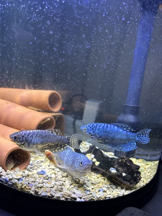 Гурами,рыбки,рыбка,балық,гурами,сомик,корм,