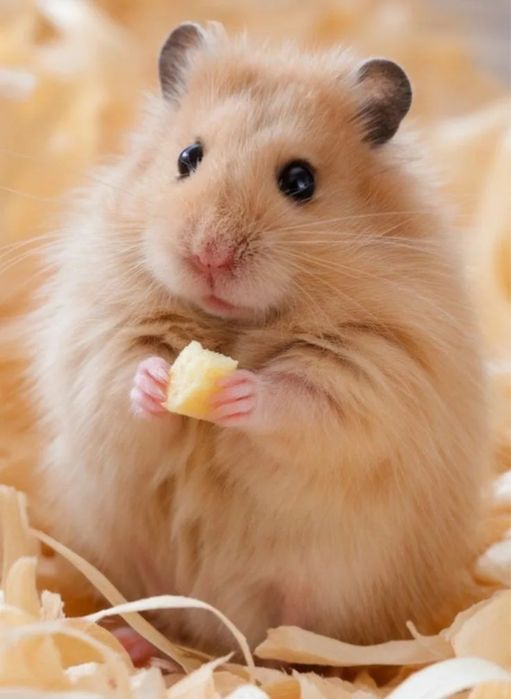 Хомячки(королевские)