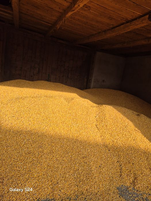 Vand porumb foarte uscat