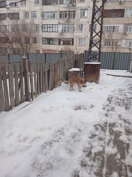 Собака сторожевая отдам