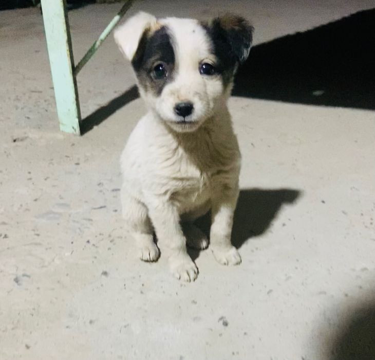 Jodsiz kuchuk qiz bola mehribon qollarga muhtoj juda mehribon be ozor