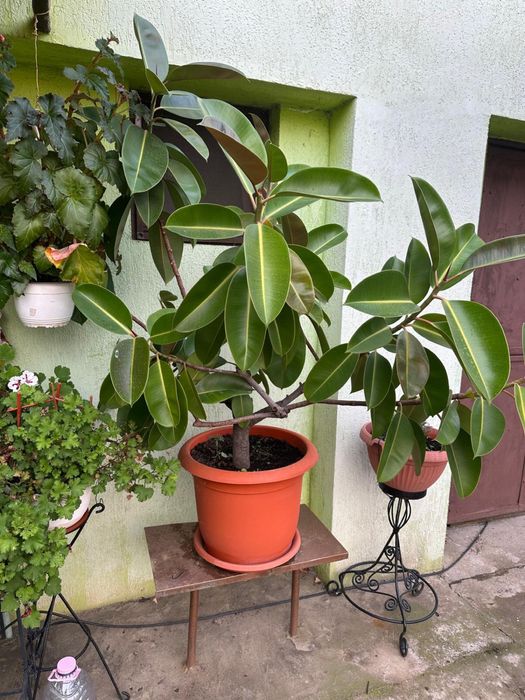 Vand ficus mare 250 ron