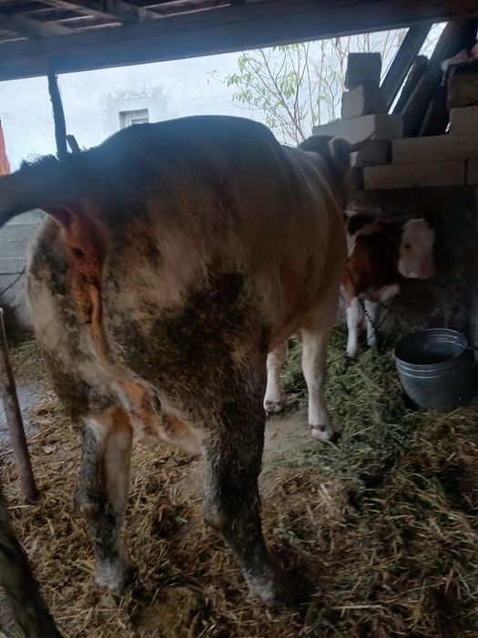 Vând vaca de un an și 8luni cu vitea lângă ea